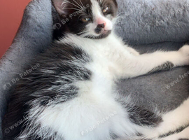 Kittens