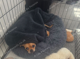 Chihuahua girl pup