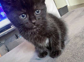 Kitten for sale