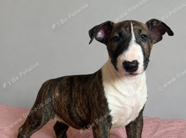 CHUNKY EBT PUP FOR SALE