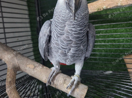 African gray