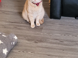 2 year old female