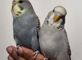Hand Tame Baby Budgies