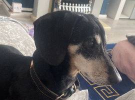 Girl sausage dog
