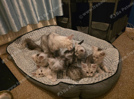 Ready Immediately. TICA Black Silver Maine Coons