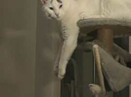 1year old kitten