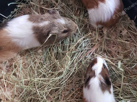 3 Female Guinea pigs for sale