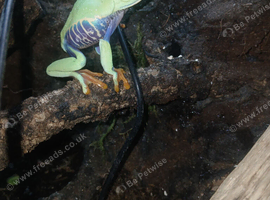 3 red eyed green tree frogs