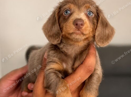 Miniature dachshund puppy