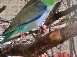 Celestial Parrotlet