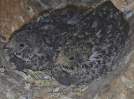 2 Male button quail FREE