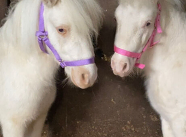 *2 Beautiful Unicorns For Sale*