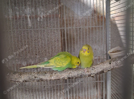 Baby budgies