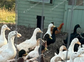 Pekin and welsh harlequin ducks for sale.