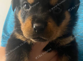Pure breed Rottweiler puppys