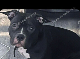 Female pocket bully
