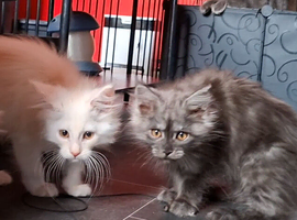 Pedigree kittens in Manchester