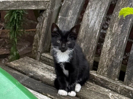 Beautiful black / black & white kittens