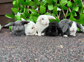 Mini Plush Lops