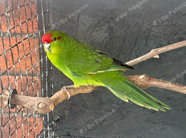 Kakarikis for sale