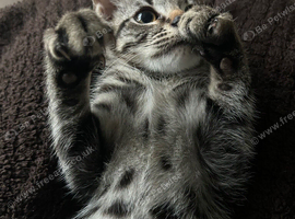 Kitten ready for his new home.