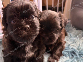 Shih Tzu Puppies for Sale - 4 Puppies Available