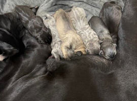 Beautiful litter of chunky KC registered Cane Corso