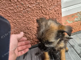 Adorable boy pups