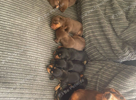 Miniature dachshund puppies