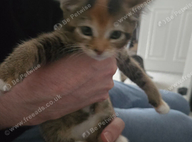 Kitten