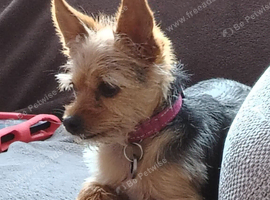 Female Yorkshire Terrier
