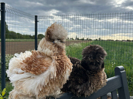 6x Silkie USA Hatching Eggs ( I can send it professionally packaged, with next-day delivery)