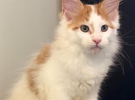 Full bred maine coon kittens