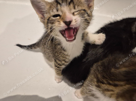 Adorable taddies needing a new home