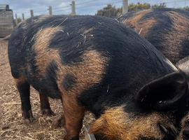 Intact Kune Kune cross Juliana boar