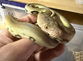 Reticulated python babies