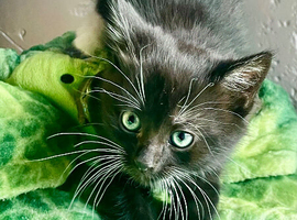 kitten