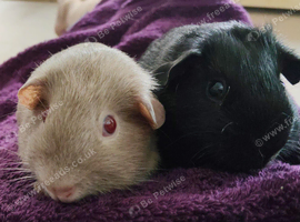 Beautiful bonded boys