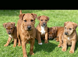 Lakeland terriers  puppies