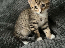 Tabby&bengal kittens