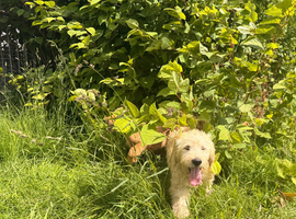 Gorgeous goldendoodle puppies