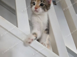 Calico Female kitten 16 weeks