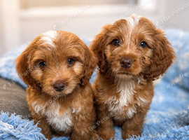 Beautiful F1 cockapoo puppies