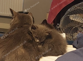 Kittens for sale