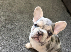 French bull dog male