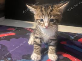 Mixed bengal