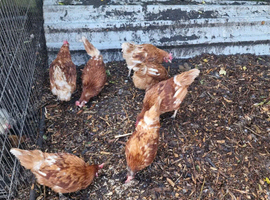 7 brown hens