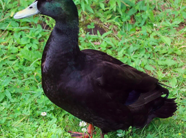 Cayuga duck hatching eggs