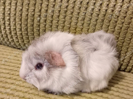 Fluffy grey and white baby boar