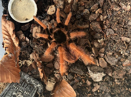 Tarantulas for sale